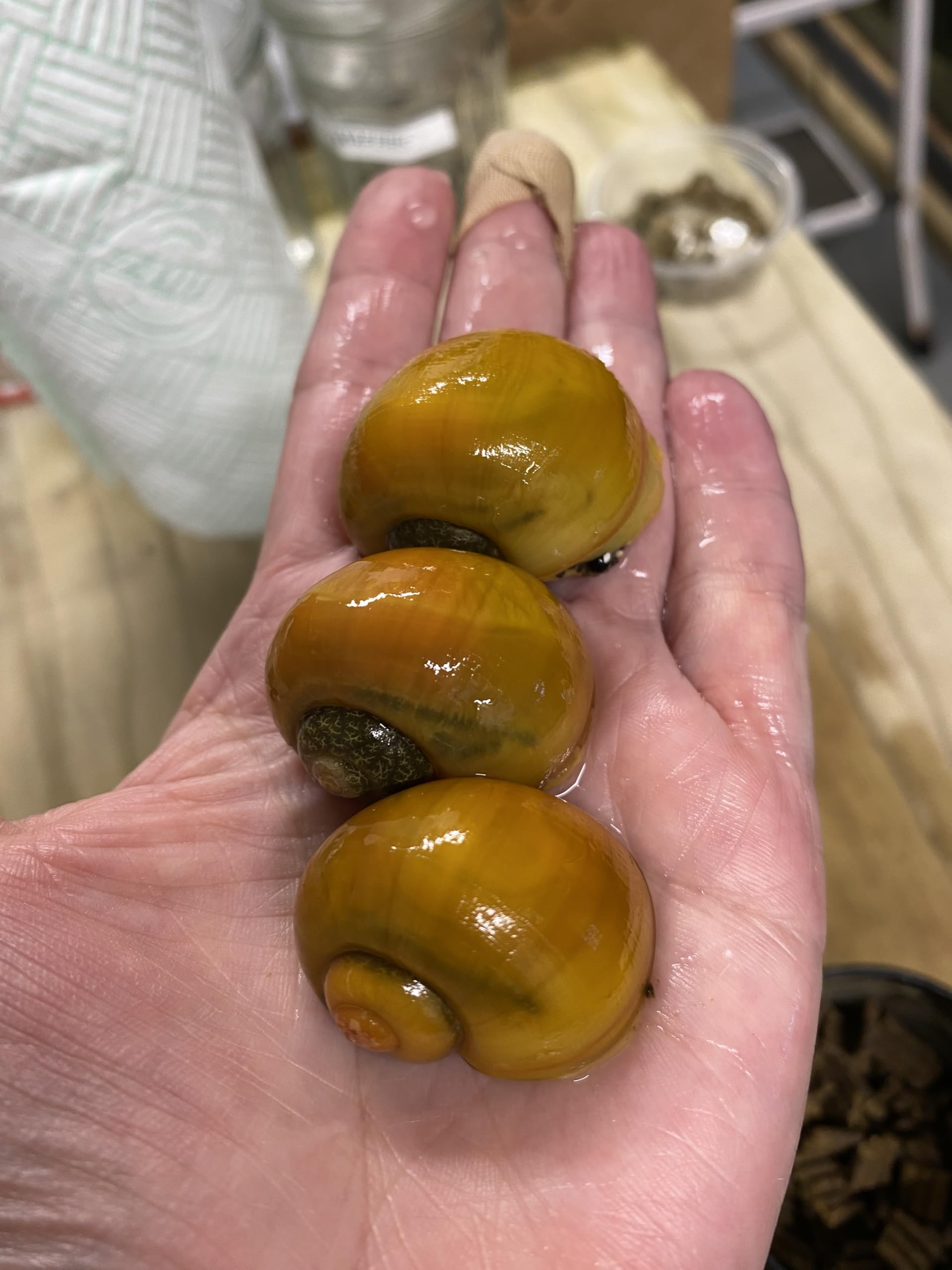 2 x Large Golden Apple Snail Freshwater Aquarium Live