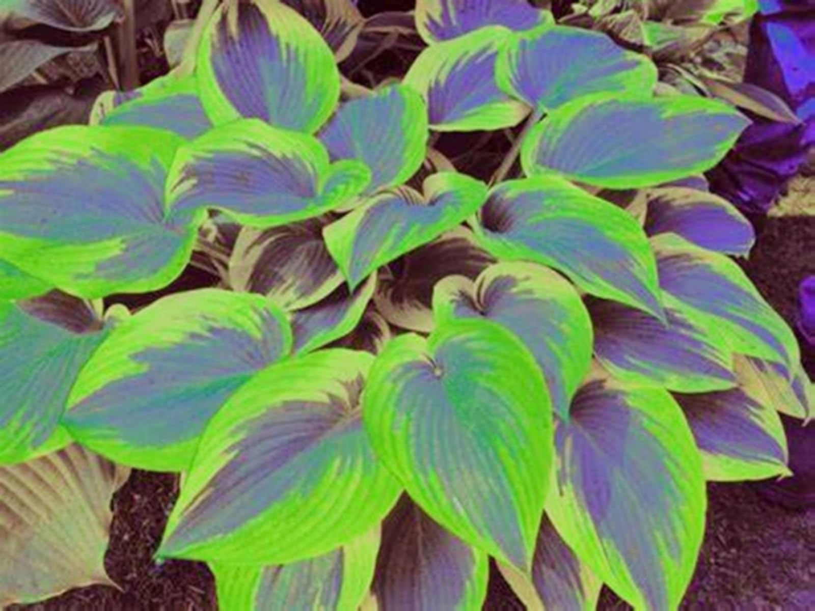 Hosta/Crop for Planting Now UK/Strong Plants That Grow Well/Mix Golden Jade Carving Feels