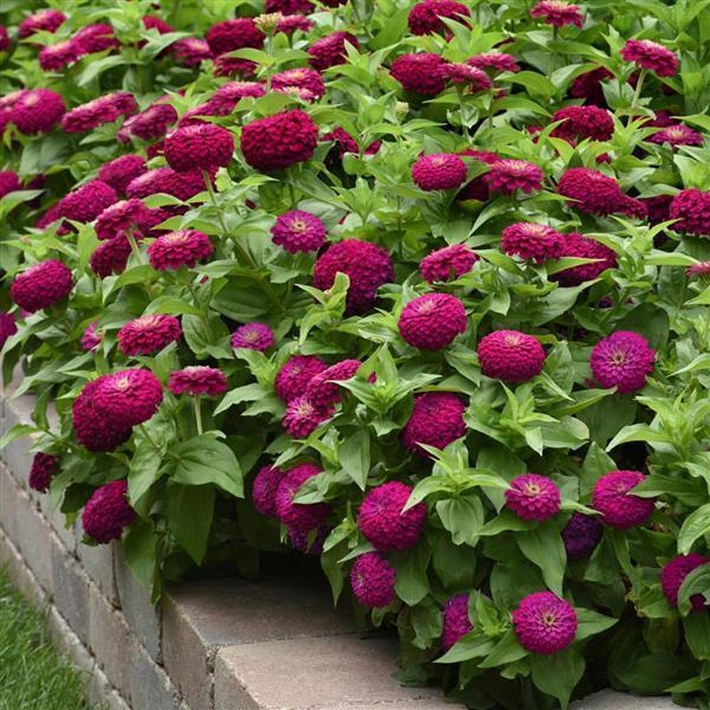 PLANTOGALLERY Flower Seeds | Zinnia Flower Seeds | Double Purple Color | F1 Hybrid Seeds | Grow For any Pot and Garden | Pack of 1 pkt 50-70 Seeds each (B09B2K7RGK) Amazon Price History, Amazon Price Tracker