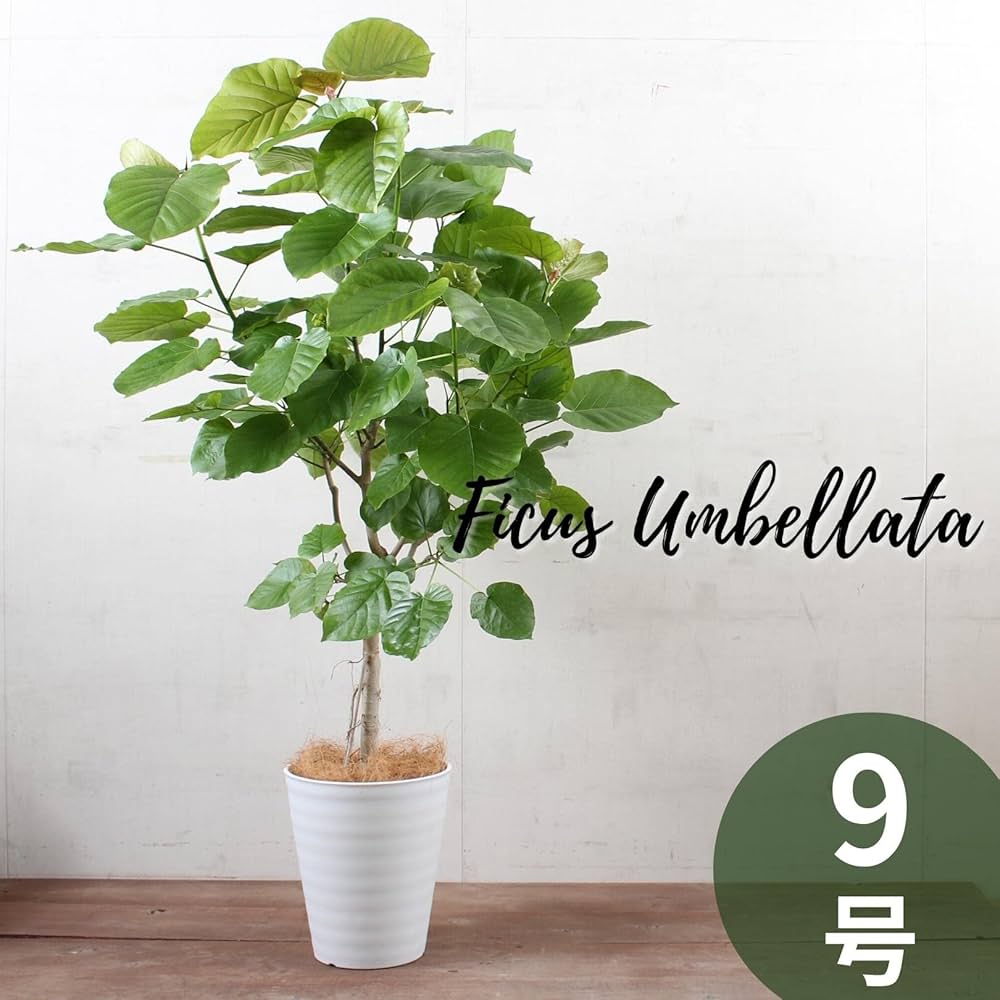 フィカスウンベラータ/観葉植物/9号鉢 フィカスウンベラータ/観葉植物/9号鉢