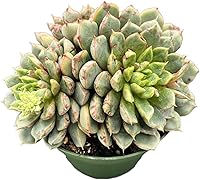 Vista 13 de Suculentas vivas Sedum Adolphi 'Firestorm' (10 cm), plantas suculentas totalmente enraizadas en macetas con tierra, planta de interior de fácil