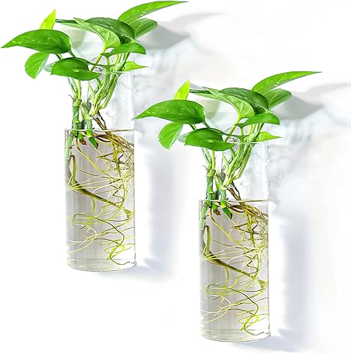 Paquete de 2 macetas colgantes de pared, terrarios de vidrio, soportes cilíndricos para plantas de aire, plantas de aire, macetas para suculentas,