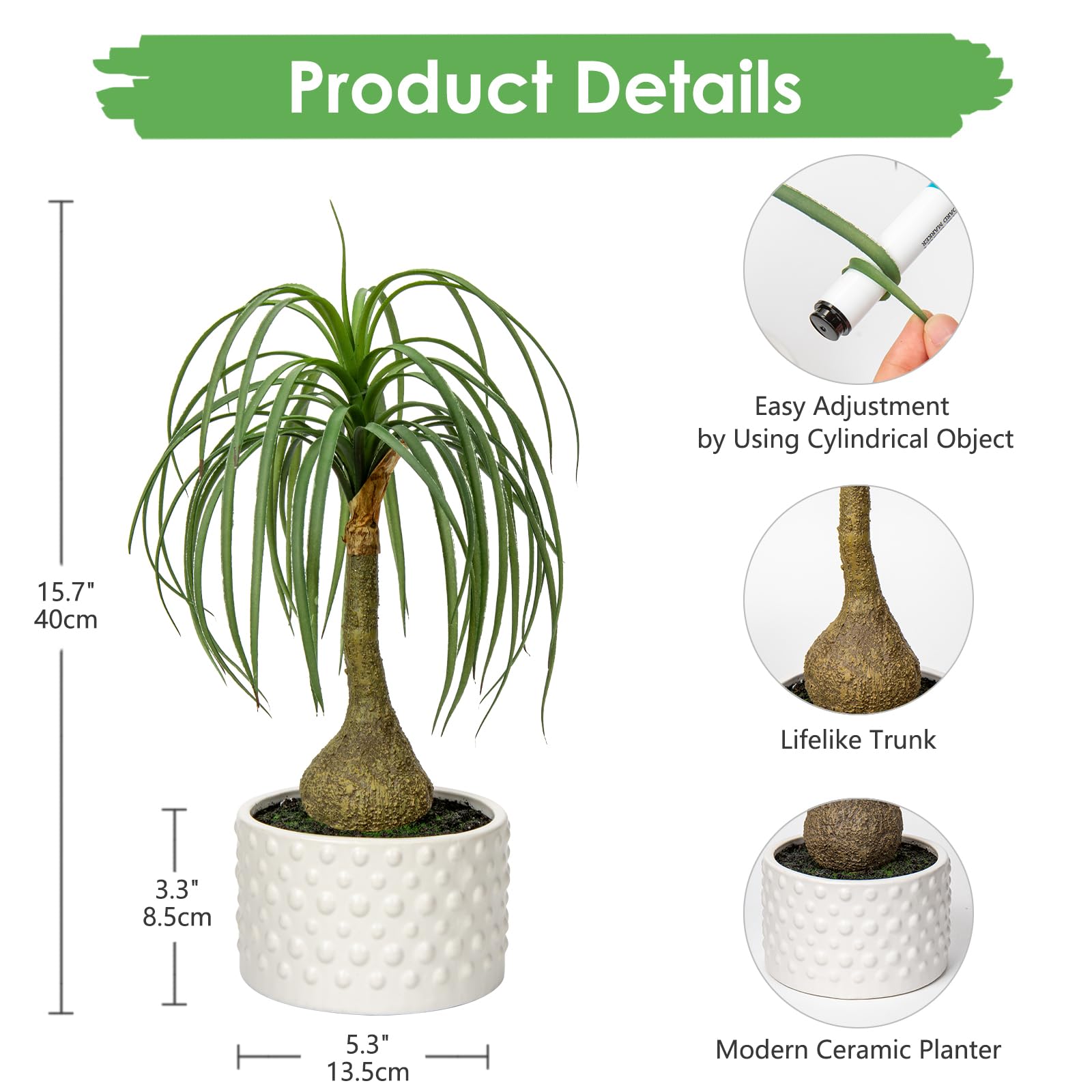 ポニーテールヤシ 植物