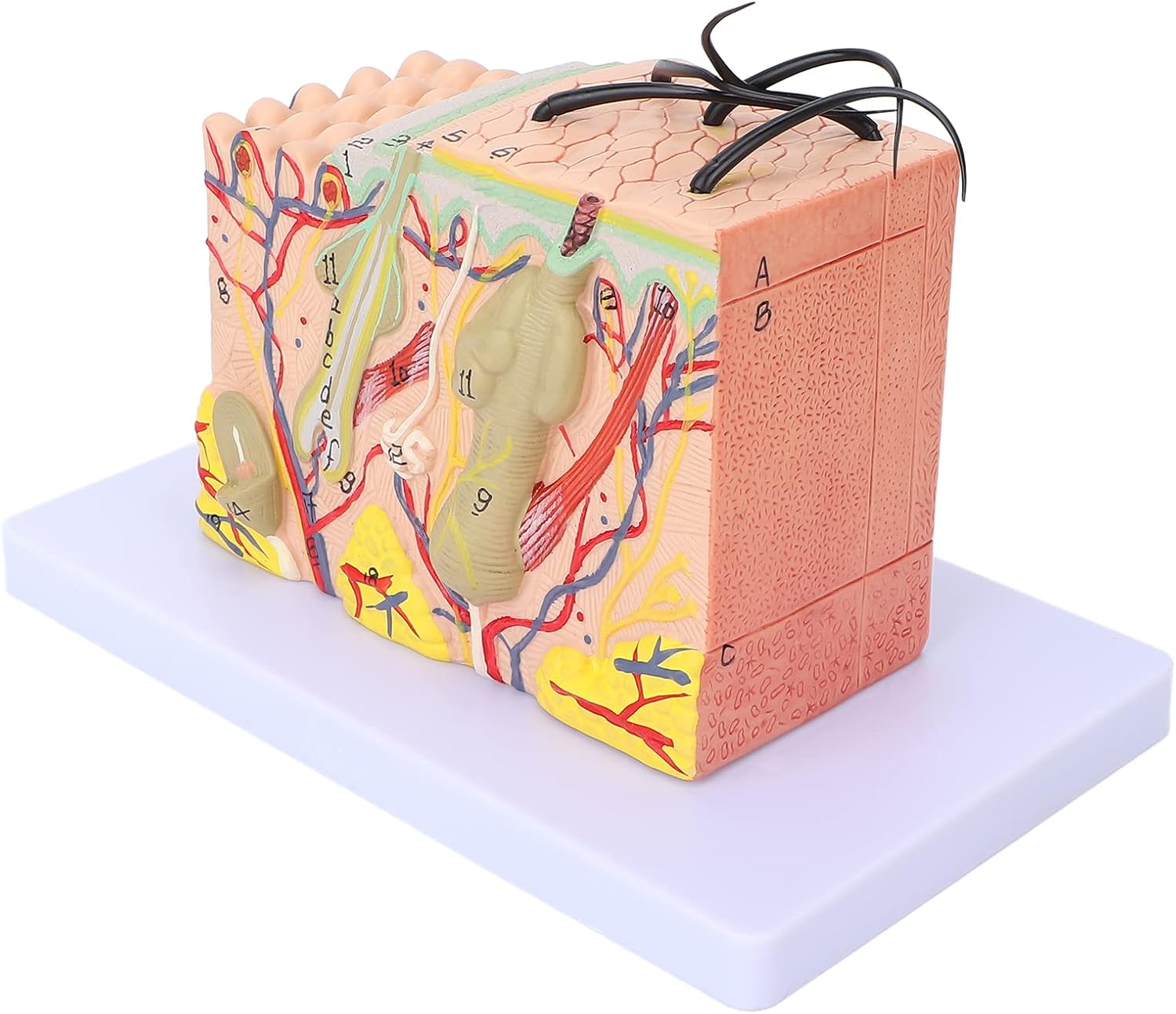 Skin Model, 35X Enlarged Skin Anatomical Model 3D Skin Layers Anatomy Model Human Skin Structure