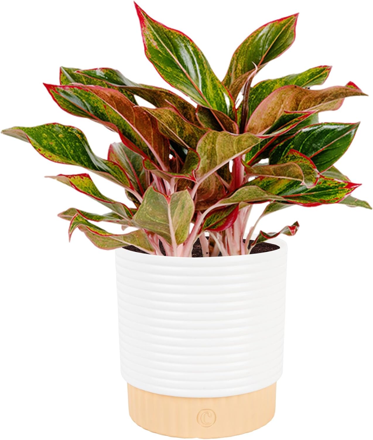 Costa Farms Chinese Evergreen Live Plant in Decorative Pot, Easy to Maintain, Air Purifying Indoor Houseplant, Home, Room, or Office Decor, House Warming or Birthday Gift, 12-18 Inches Tall