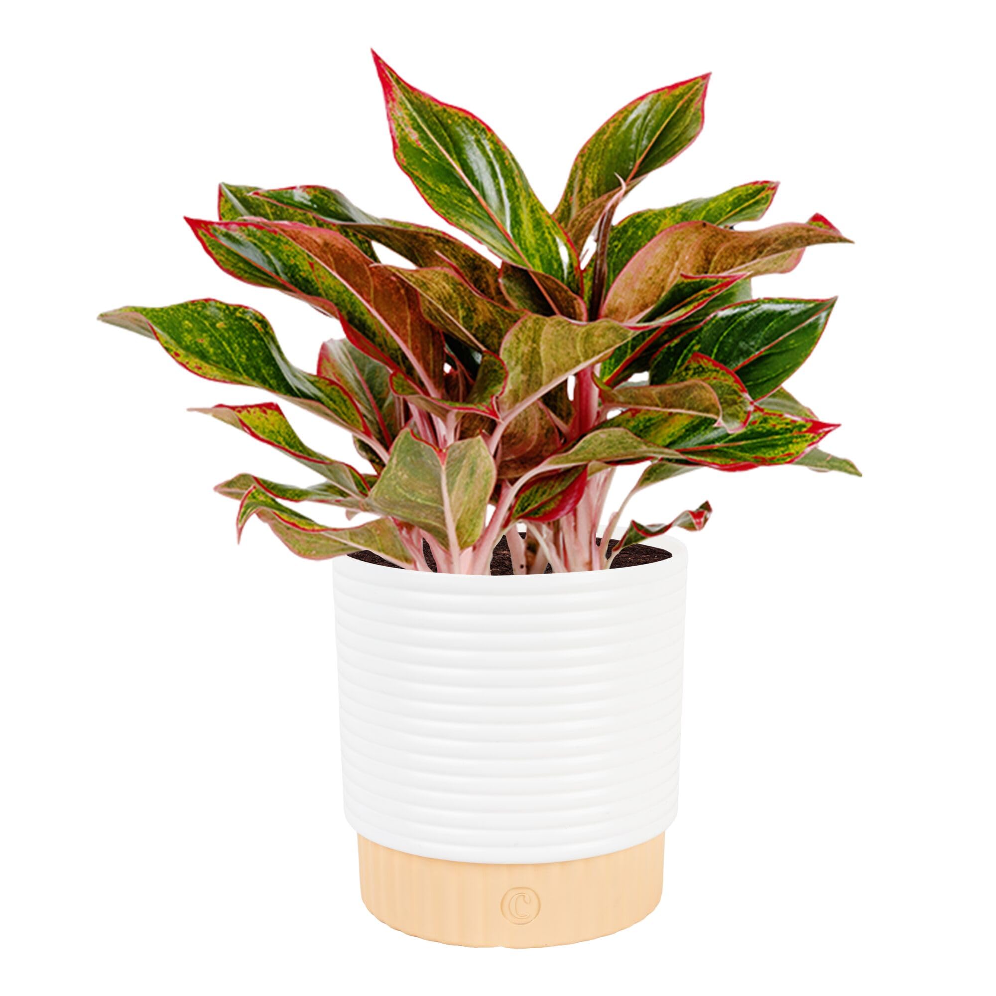 Costa Farms Silver Bay Decorative Pot
