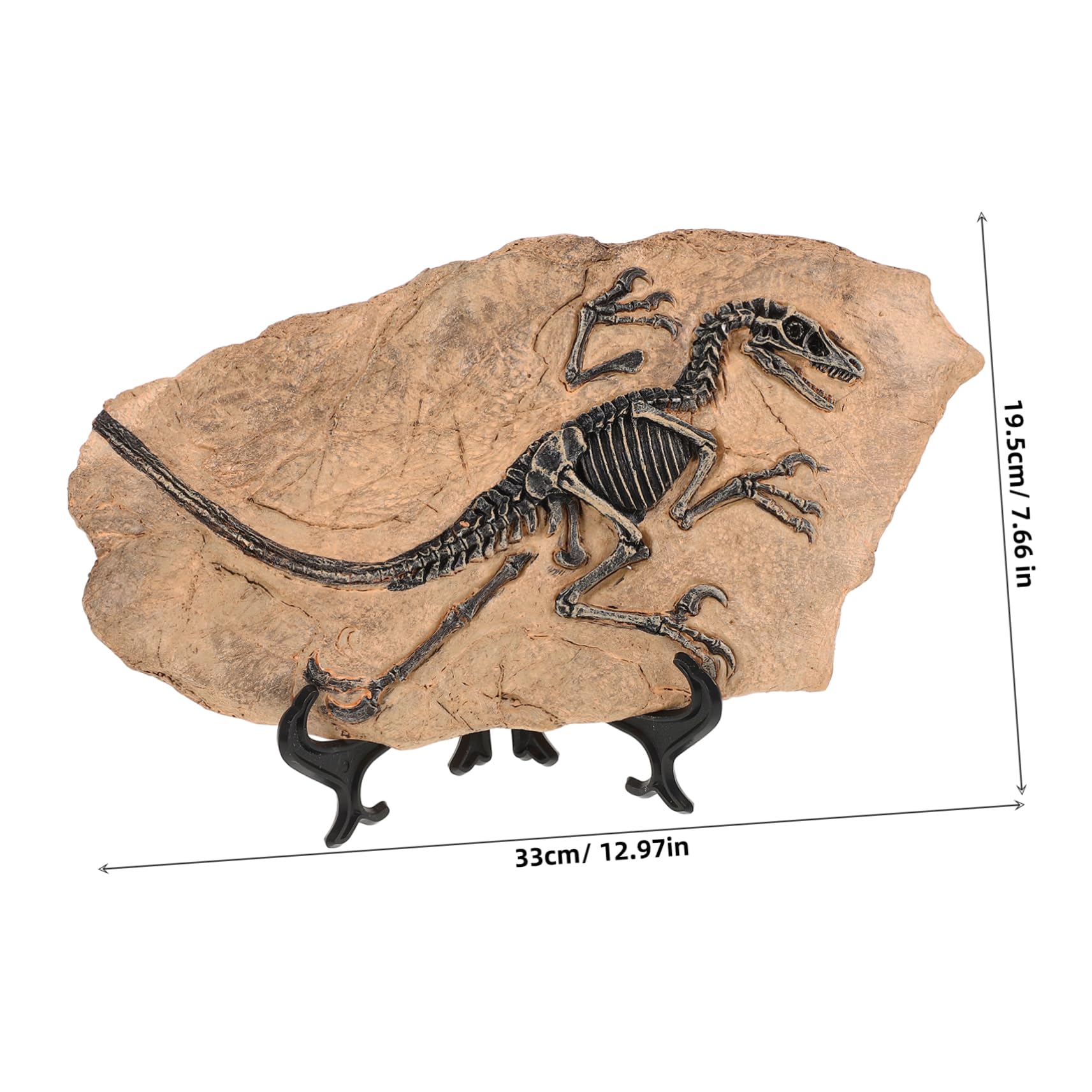 HEMOTON Modelli Fossili Dinosauro Da Tavolo Fossili Per Modelli Educativi Per Ragazza Decorazioni Da Tavola Per Apprendimento