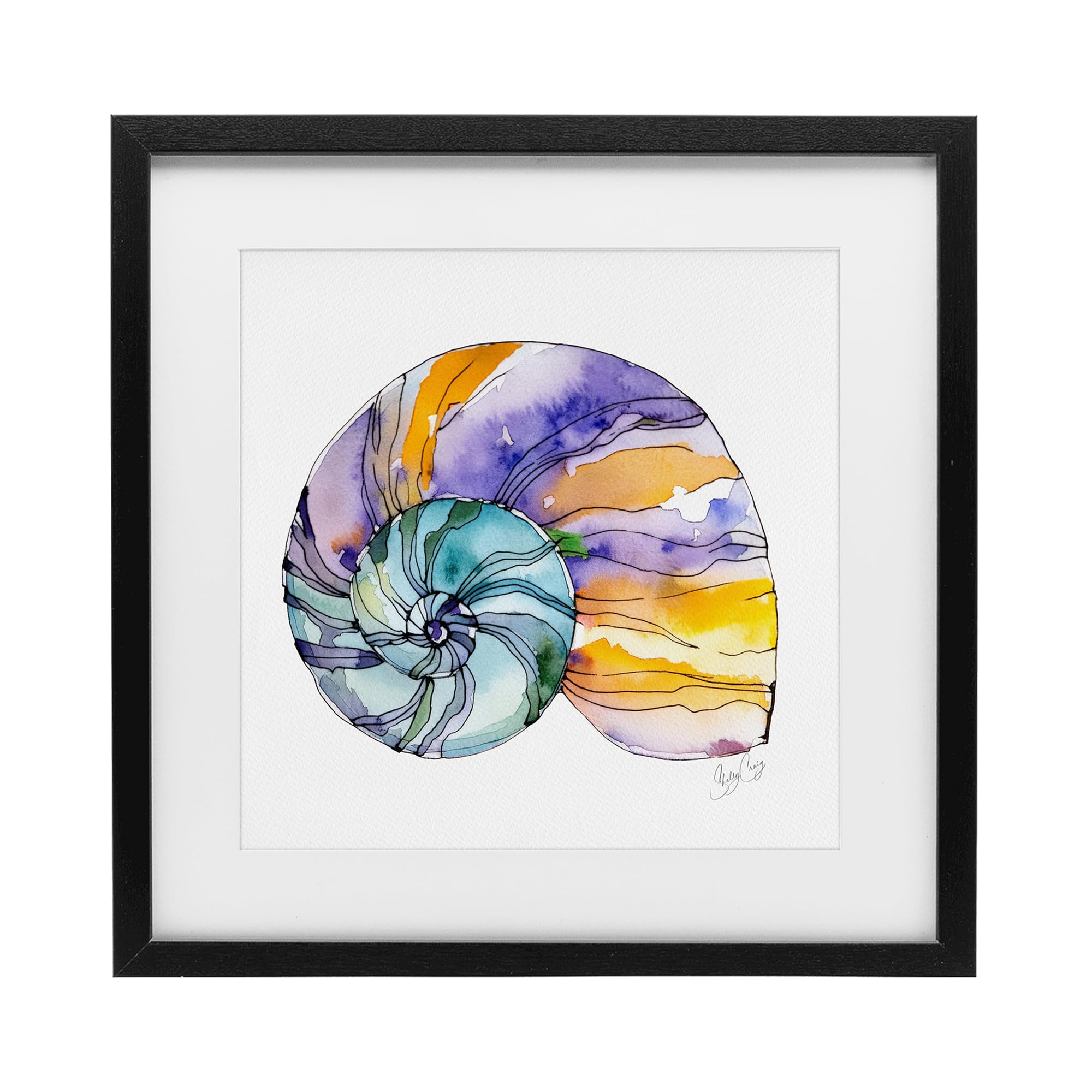 Stupell Industries 'Sunlit Striped Nautilus', Framed Print Under Glass, Black, 16 x 16 Inches, Easy to Hang and Sturdy, Made in USA, by Shelly Craig