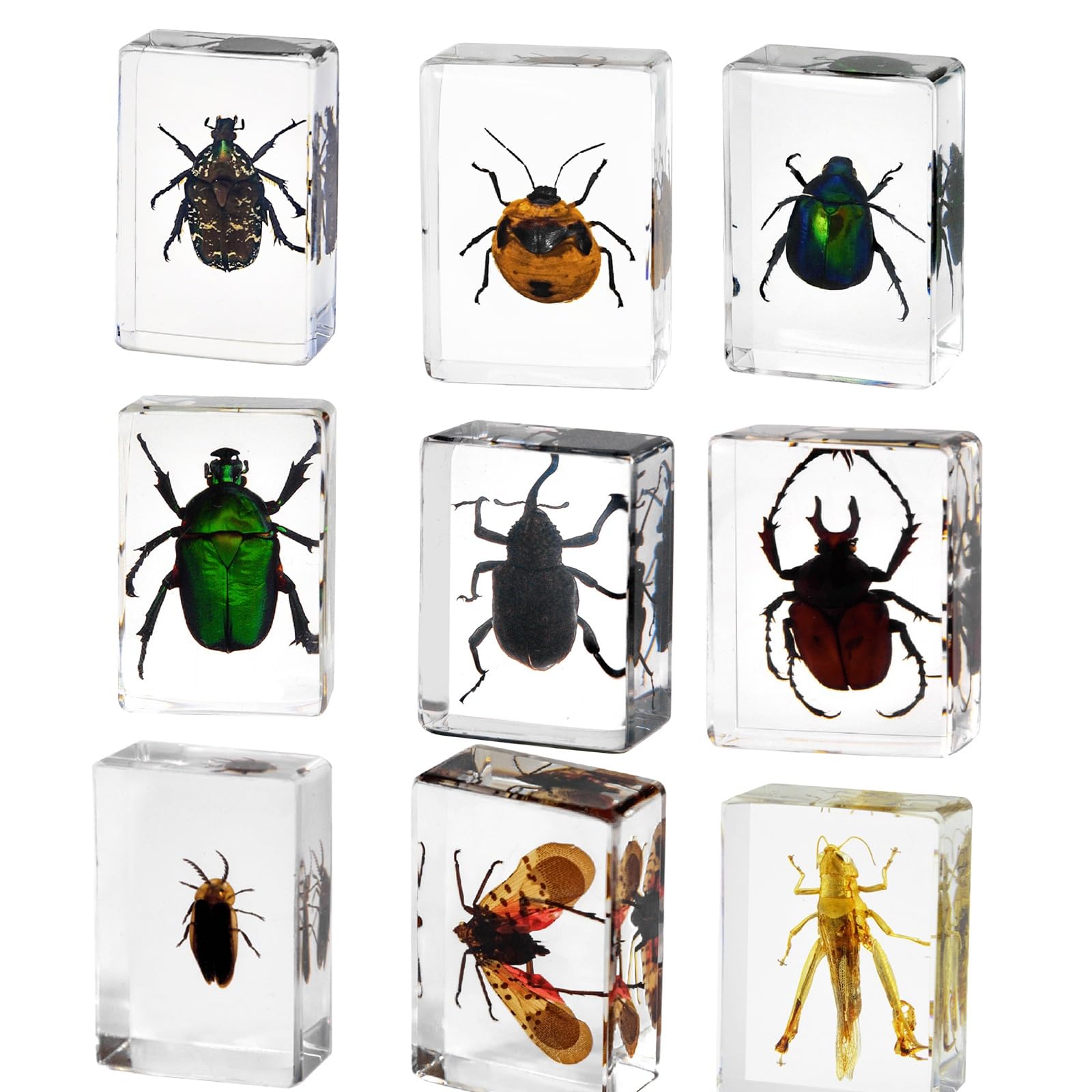 Almasi D 9 Pcs Insect In Resin Collection - Educational Bugs Specimen Set For Kids, Perfect For Preschool, Classroom Science, An Home Isplays(D)