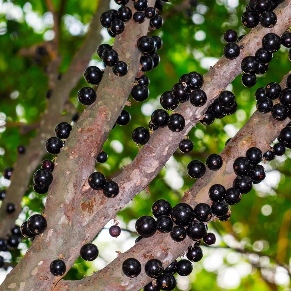 30pcs Green Jabuticaba Tree Seeds