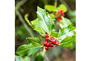 CHUXAY GARDEN Holly the Hedgehog: 20 Seeds of English Holly for Hedge and Christmas Decoration