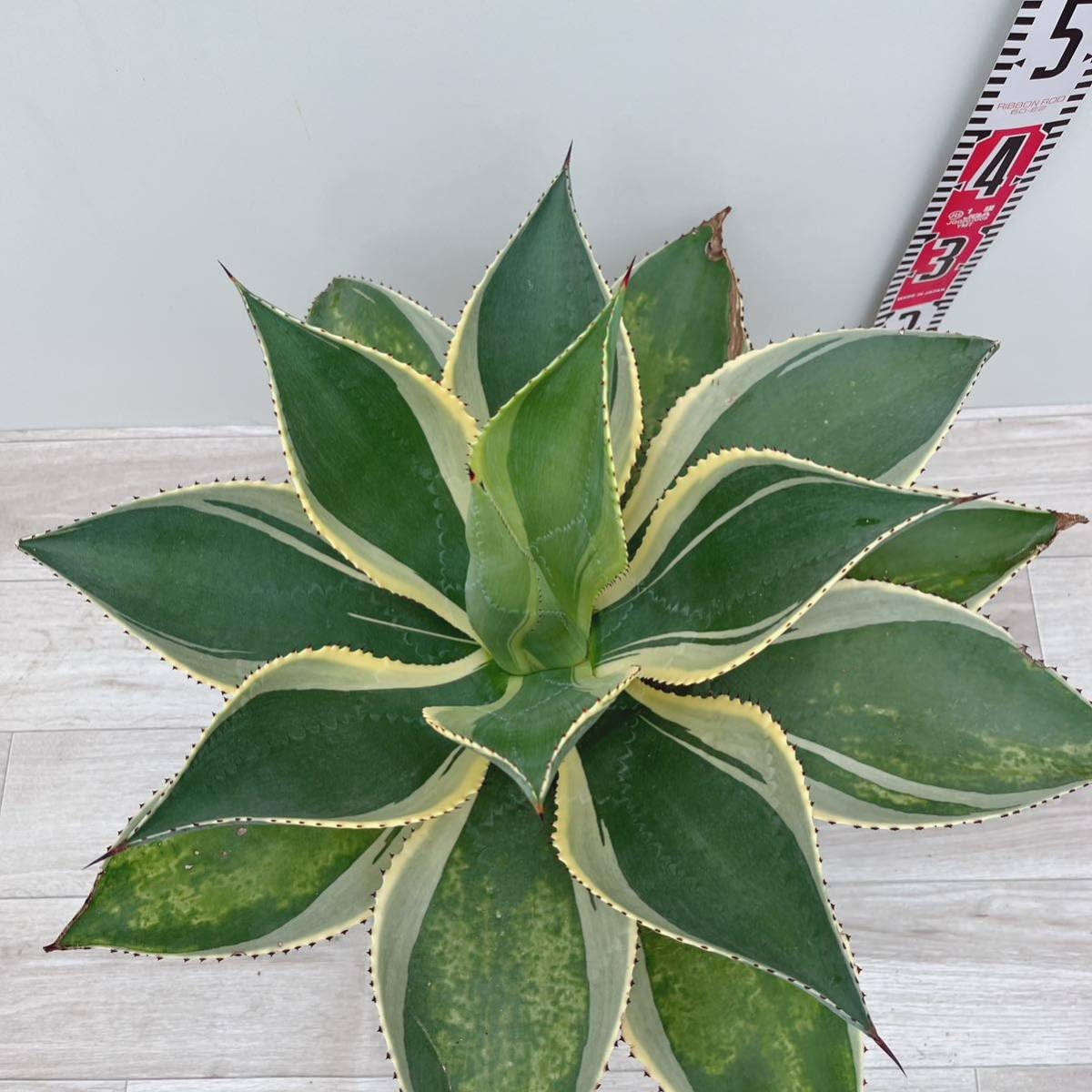 Amazon.co.jp: 多肉植物 アガベ セルシー錦 10号 大型大株 ドライ