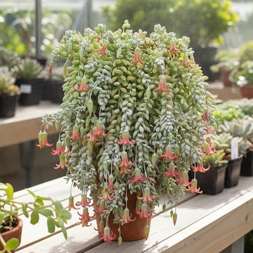 Planta de Cotyledon Pendens viva, planta suculenta rastrera, maceta de 2 pulgadas, lista para plantar