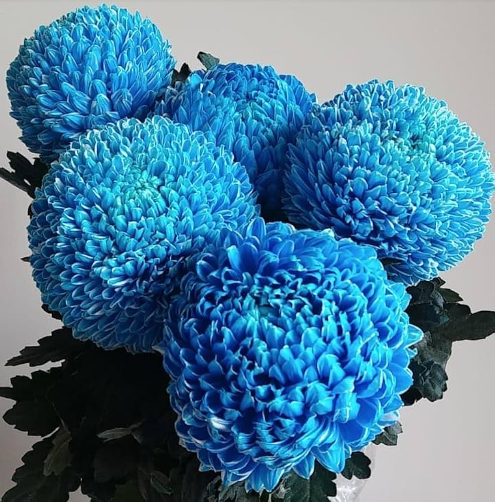Growleaf Nursary Blue Snowball Chandramallika flower Live Plant/Grafted Blue Chrysanthemum Flower Plant For Home Garden (Hybrid) (B0CVBF4Z1S) Amazon Price History, Amazon Price Tracker