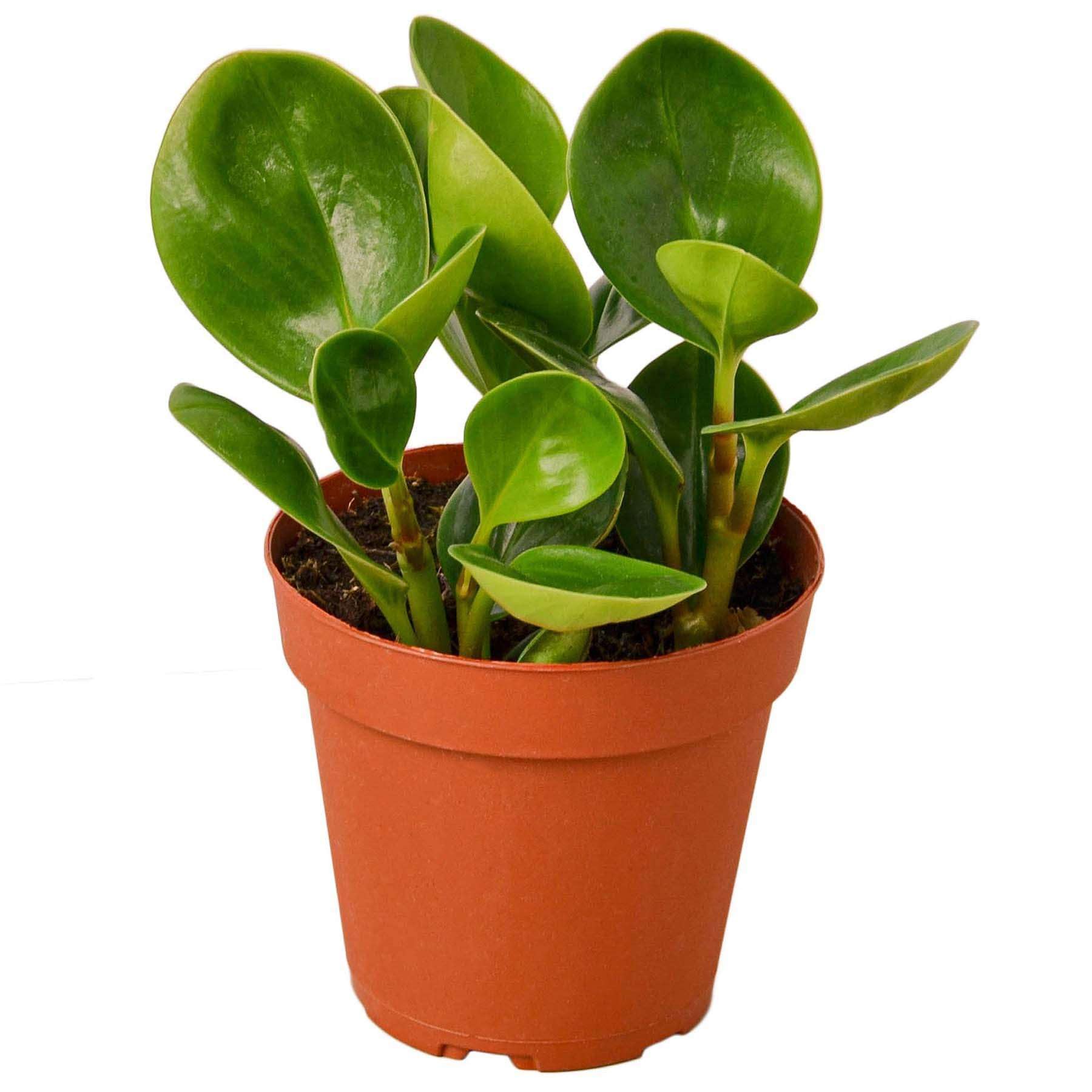 Peperomia Thailand Live Plant Thirsty Leaves