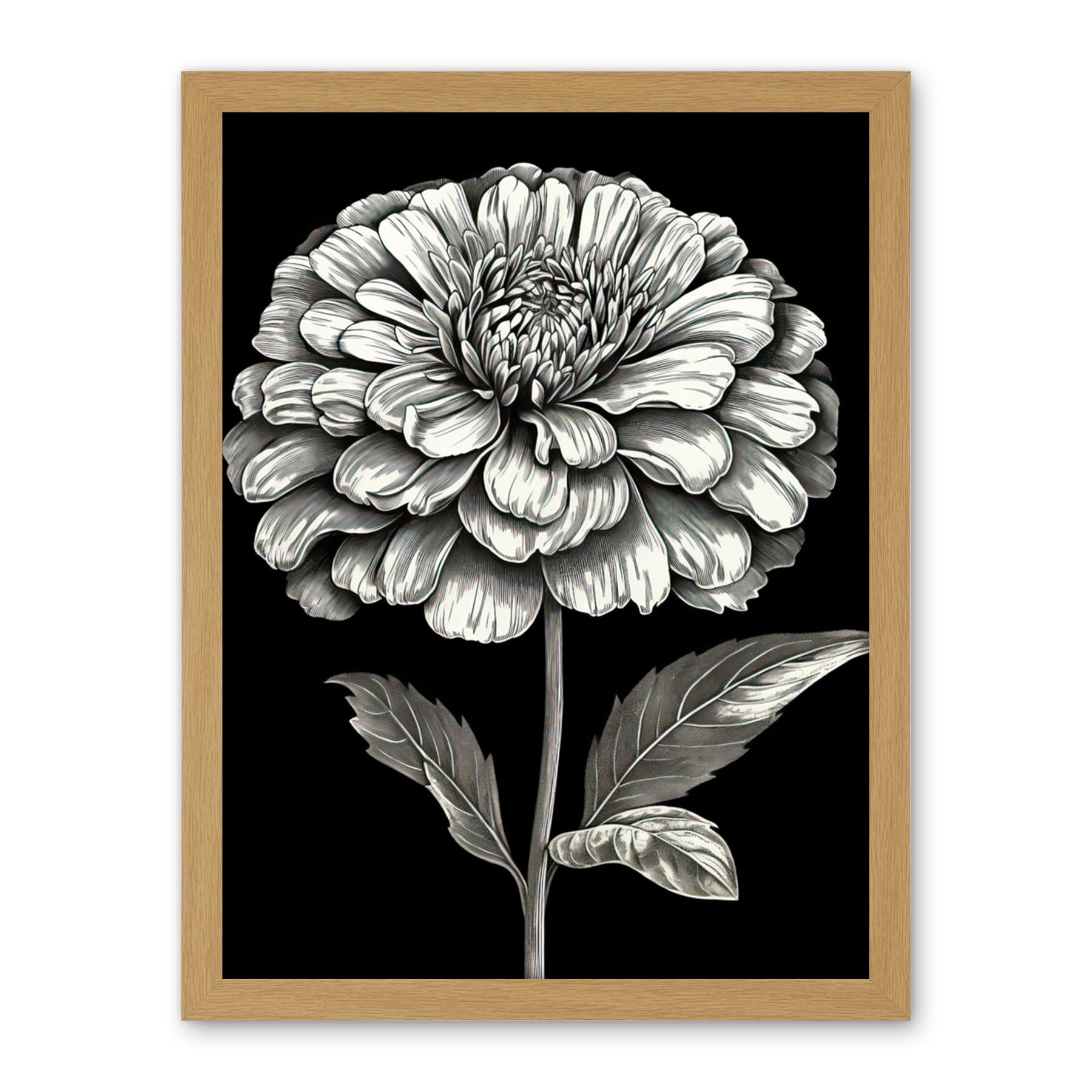 Artery8 Zinnia Flower Bloom Black and White Illustration Artwork Framed Wall Art Print 18X24 Inch