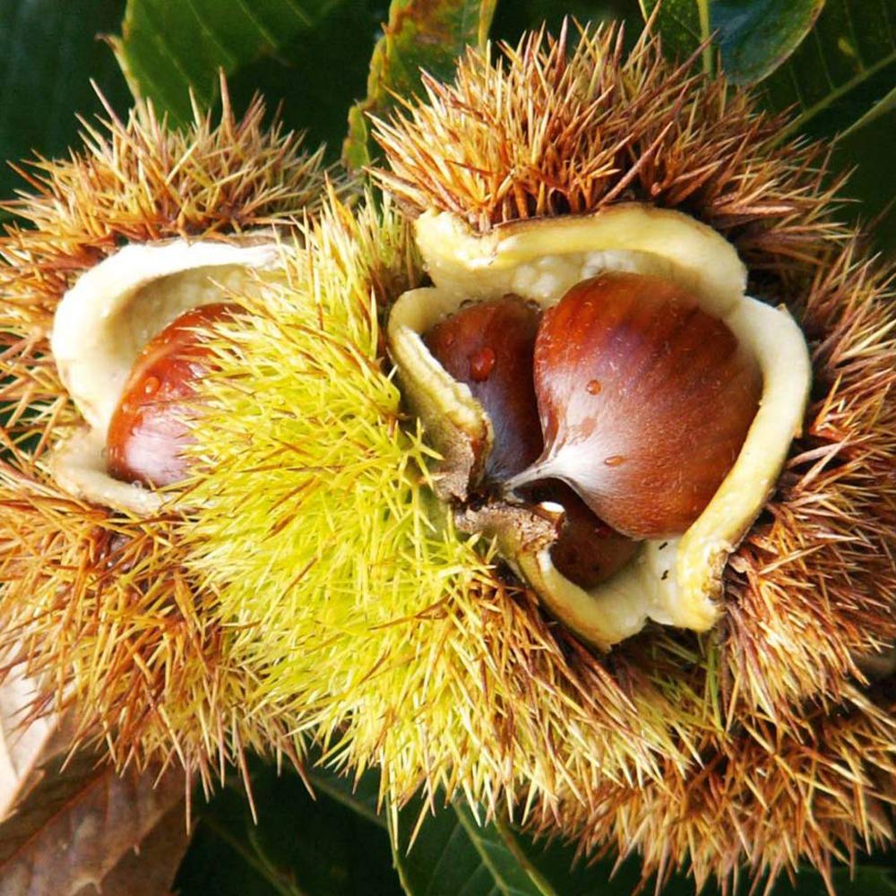 Amazon.co.jp: ITANSE 栗の苗木 品種：丹波【品種で選べる果樹