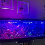 Review Image by Duc Hoang Duc Hoang