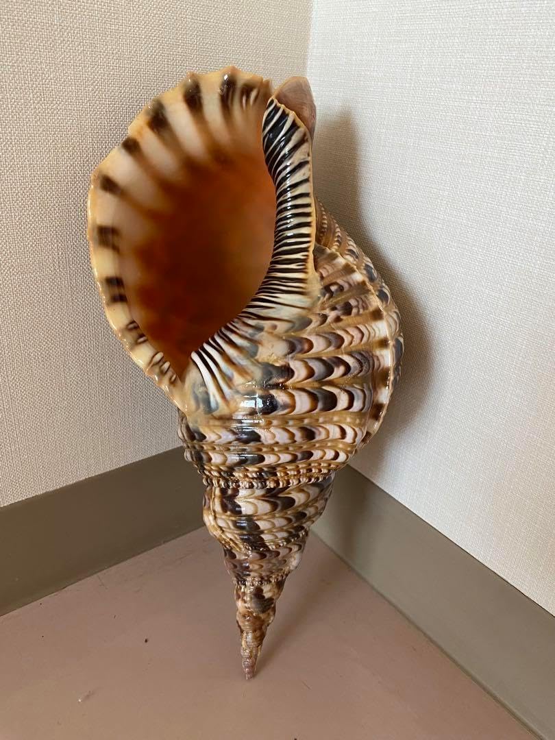 法螺貝 大型法螺貝 ホラ貝 36cm 珍しいサイズ Z 三島屋楽器店 法螺貝