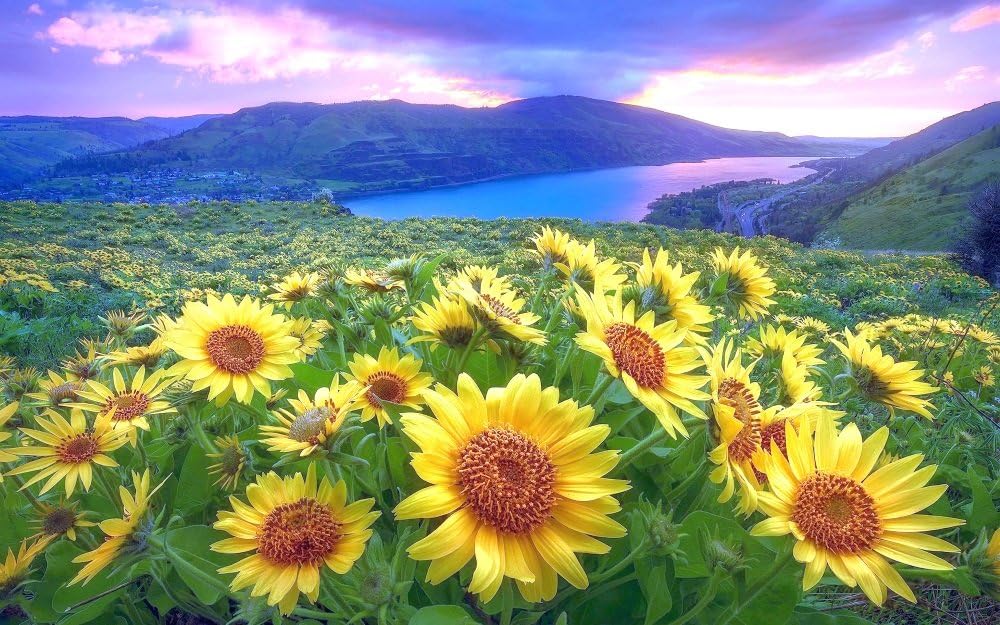 絵画風 壁紙ポスター はがせるシール式 ひまわり畑と大河と夕焼け雲の鮮やかなコントラスト 向日葵 ヒマワリ 太陽の花 キャラクロ 花 耐候性塗料 Fhmw 010w1 921mm 576mm 建築用壁紙 ワイド版 75 Off