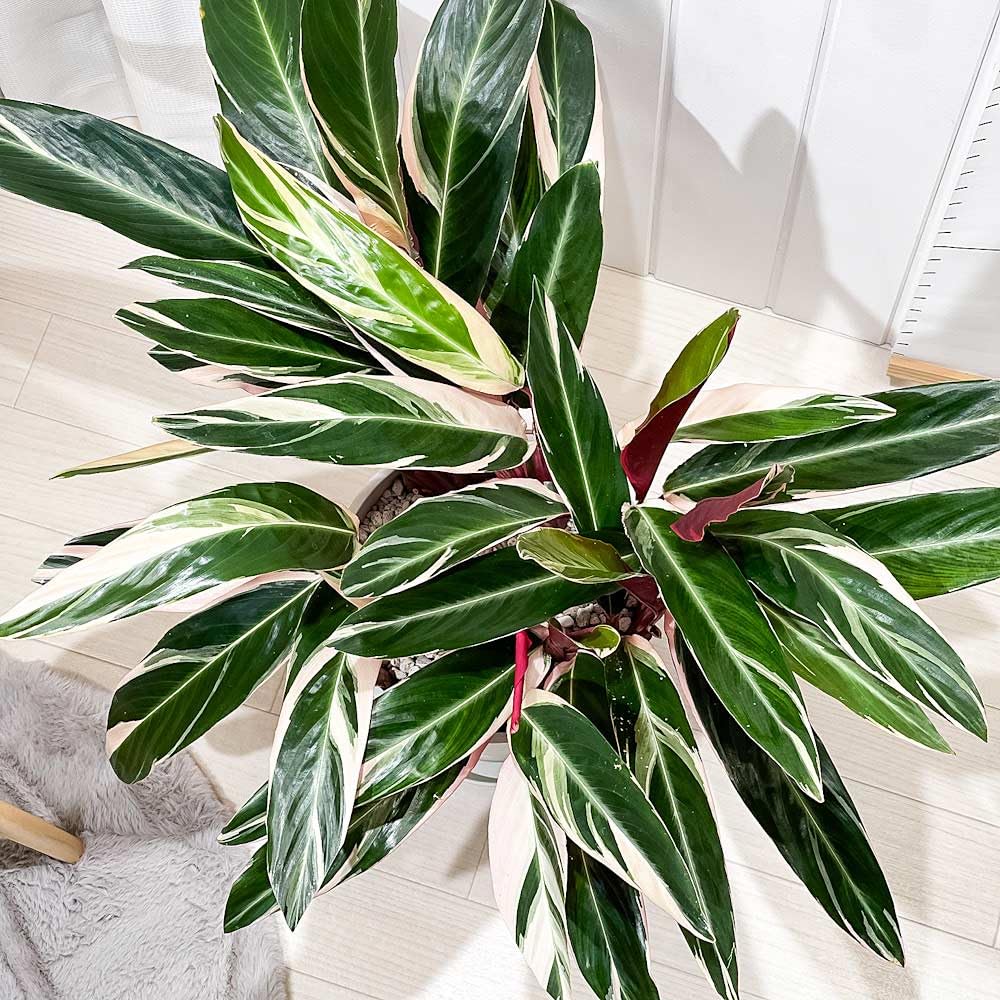 Amazon｜PLANCHU 観葉植物 ストロマンテ トリオスター 8号鉢 受け皿 