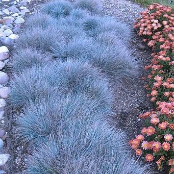 Festuca Blue Fescue Ornamental Grass
