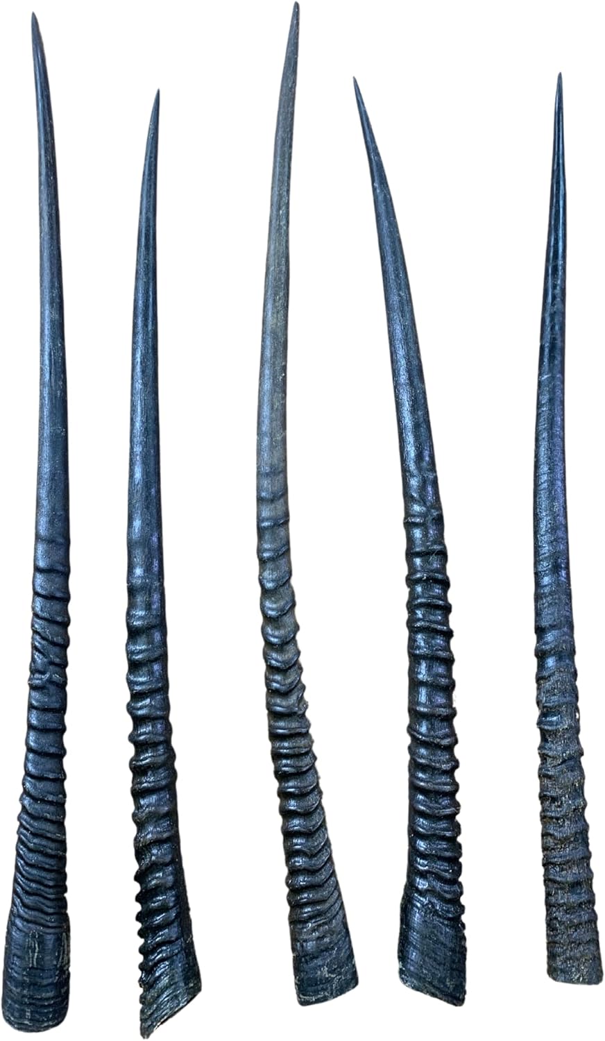 Real Oryx Antelope Horn - Average size 32" Long