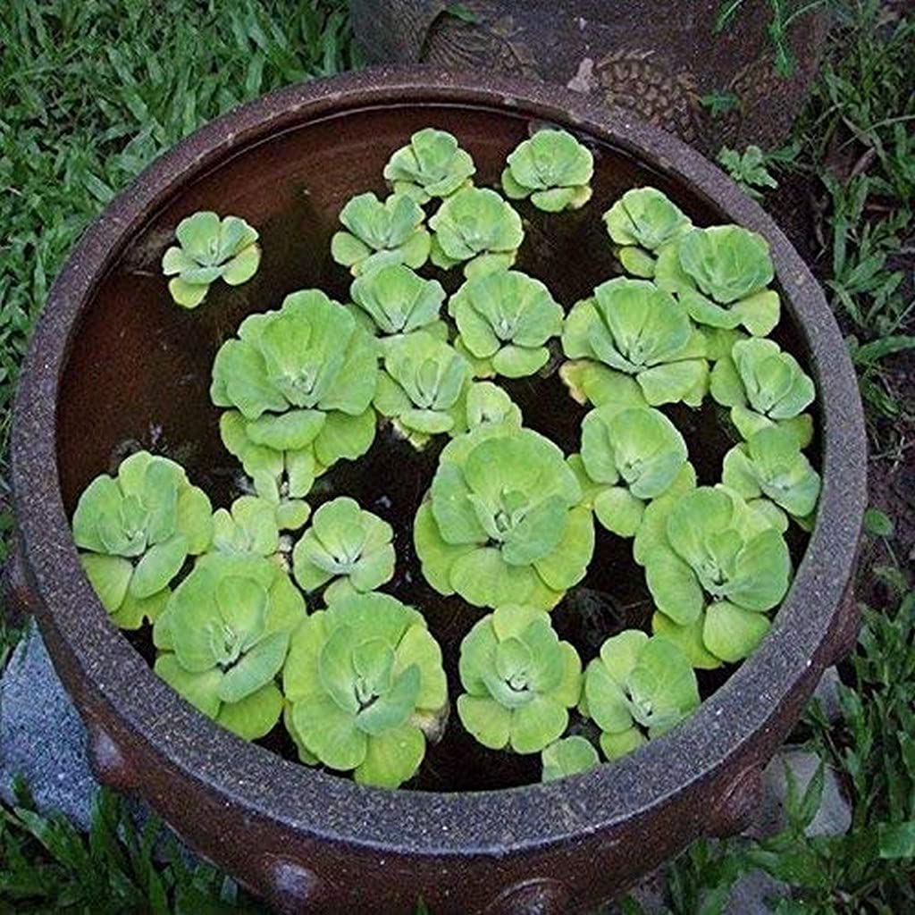 See full amazon price history chart for Creative Farmer Water Lettuce (Pistia Stratiotes) Cabbage Waterlettuce Plant (Healthy Live Plant) Creative Farmer Water Lettuce (Pistia Stratiotes) Cabbage Waterlettuce Plant (Healthy Live Plant) (B09HCQT797) Amazon Price History, Amazon Price Tracker