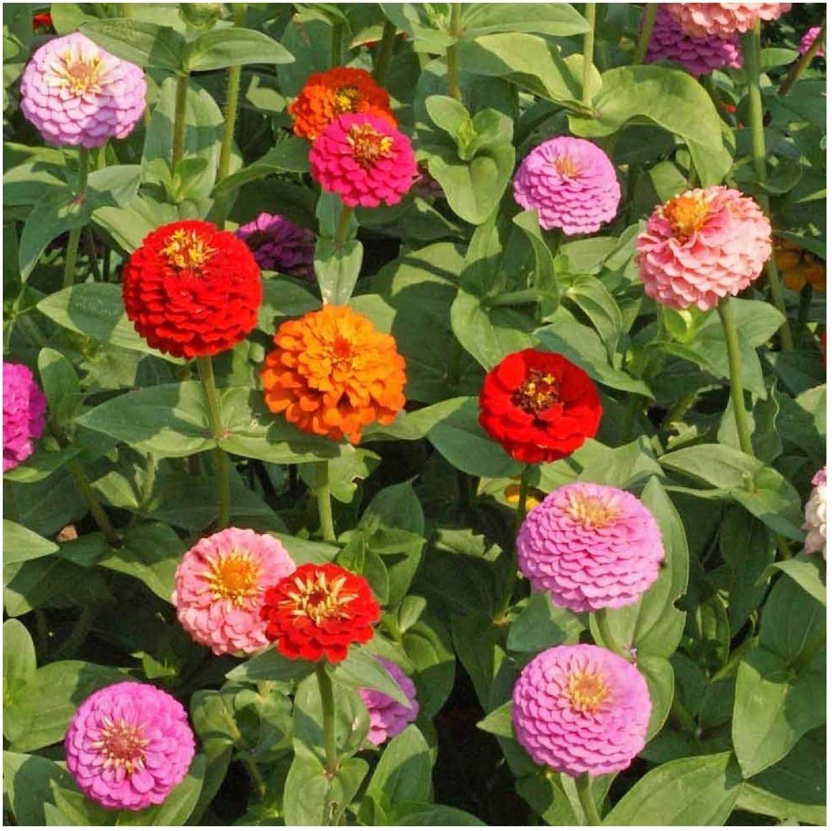 Everwilde Farms - 1 Lb Lilliput Mix Zinnia Wildflower Seeds - Gold Vault