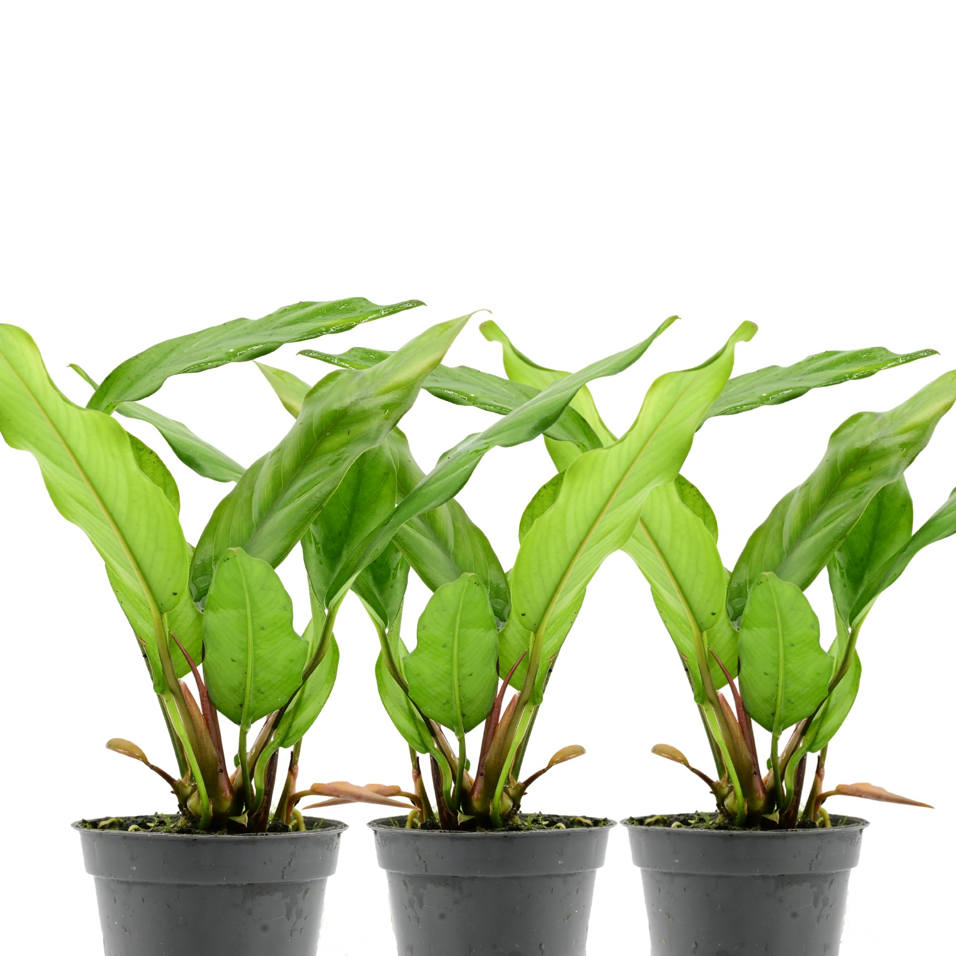 AquaBreedingSkill Set de 3 plantes d’aquarium vivante pour eau douce, plante verte décorative pour aquarium, idéale pour poissons et crevettes – avec passeport phyto Anubias Barteri var Glabra