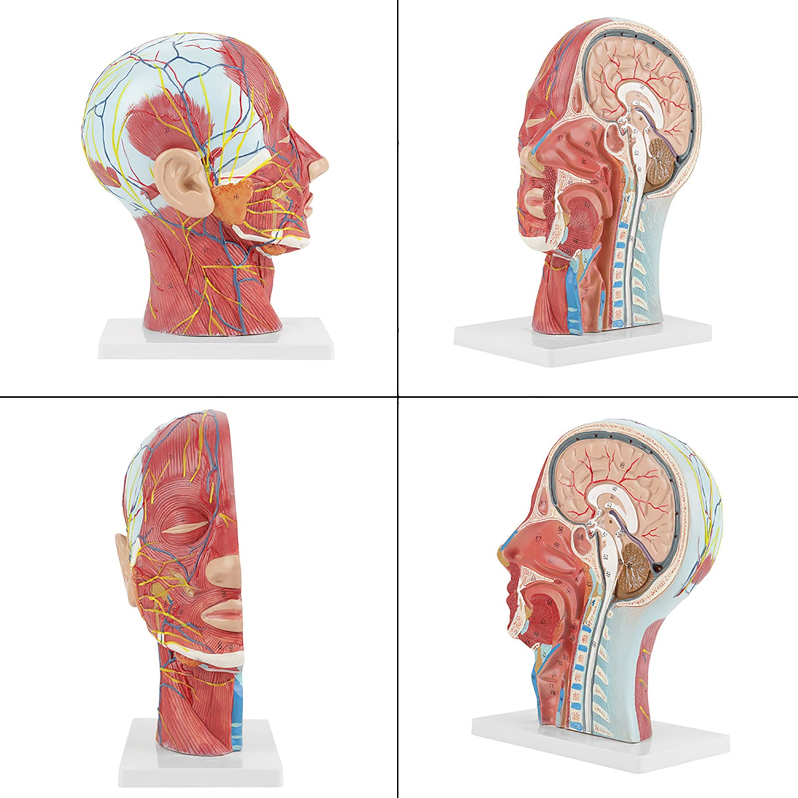 aqxreight Modello di Studio della Sezione del Collo, Anatomico, a Grandezza Naturale, della Testa, del Cervello, per l'educazione Scientifica