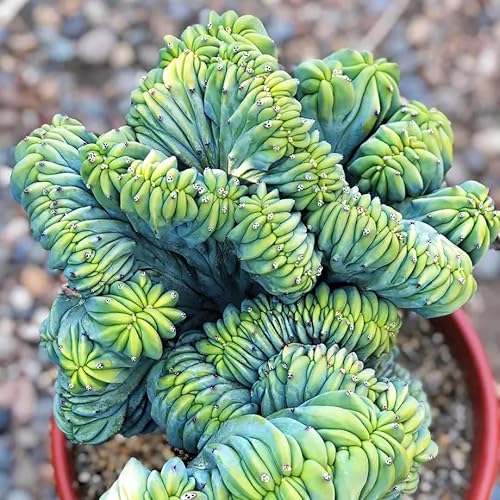 Miniatura 2 de Blue Candle - Planta viva rizada de cactus en maceta de 4 pulgadas, suculenta de cactus azul raro para decoración del hogar, cultivo en interiores y