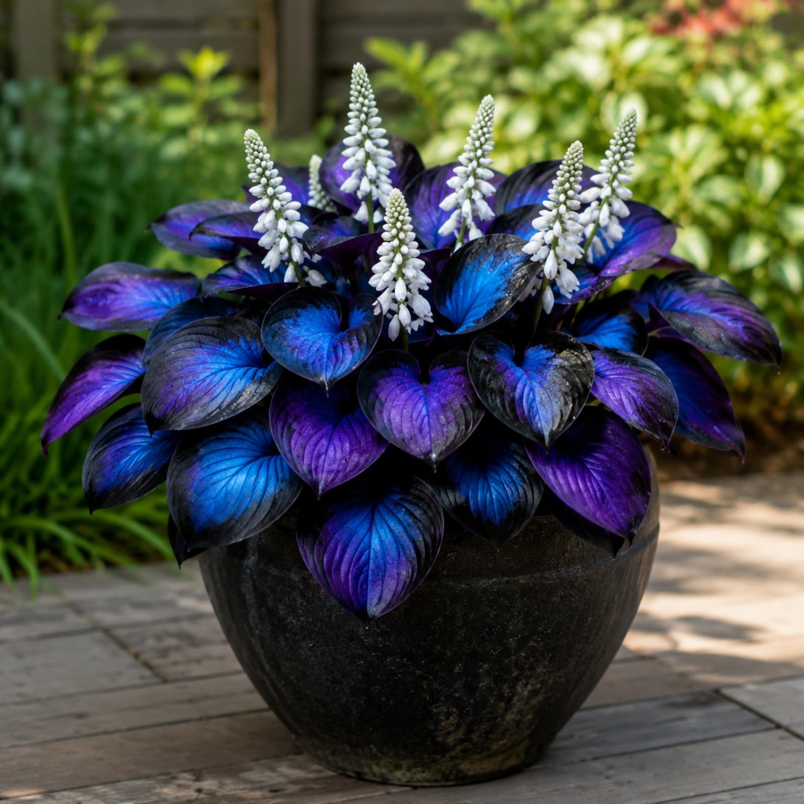 Indigo Blue Hosta Bare Root Plants, Shade Loving Perennial Garden Plant with Midnight Blue Purple Foliage-2 Hosta Roots
