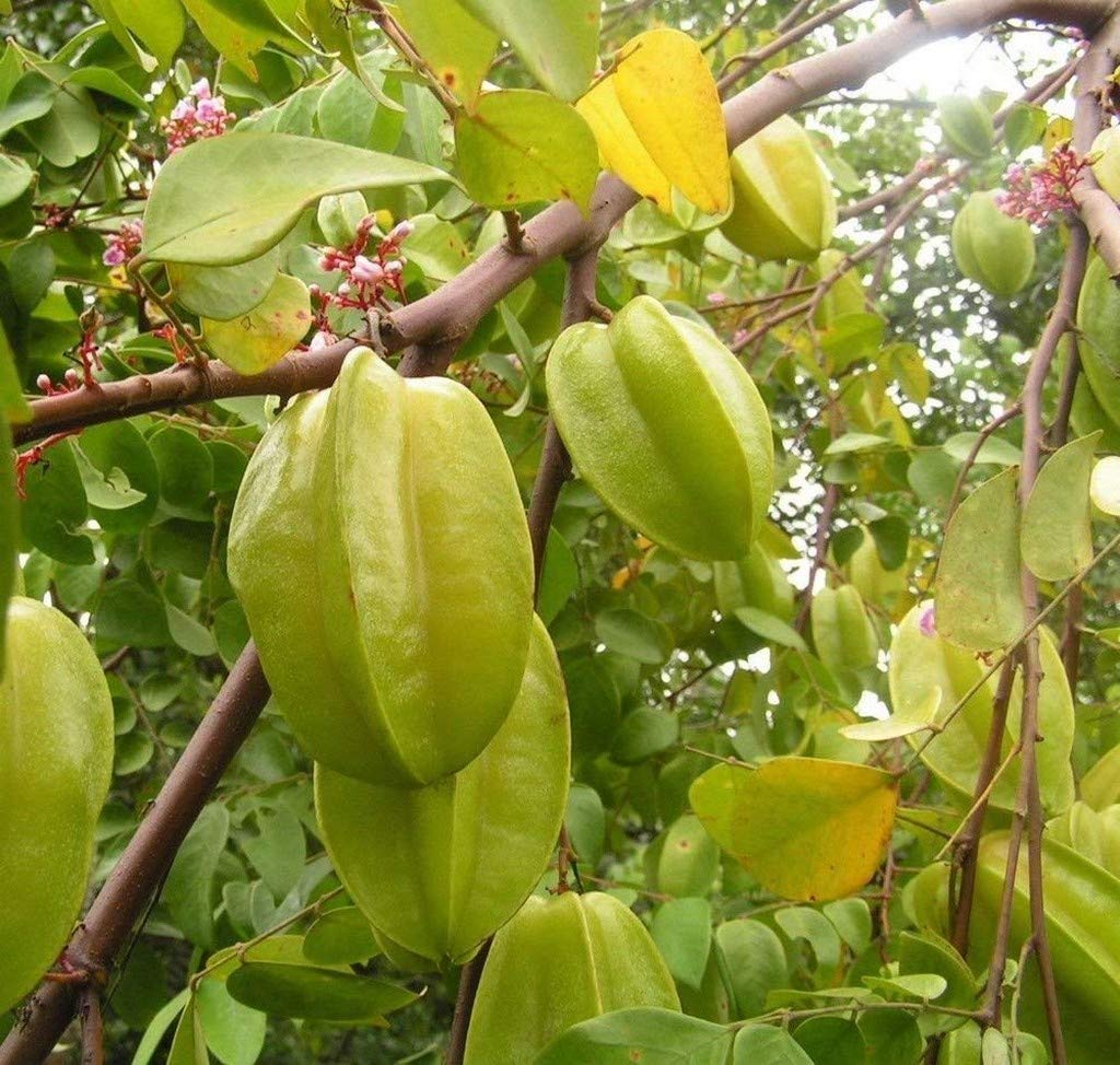Creative Farmer Live Plant Star Fruit | Grafted Carambola Exotic Fruit/Birambi/Carambola Rare (1 Healthy Live Sweet Fruit Plant) (PLANT-90-STARFRUIT717ll@) (B08P5TPBP7) Amazon Price History, Amazon Price Tracker