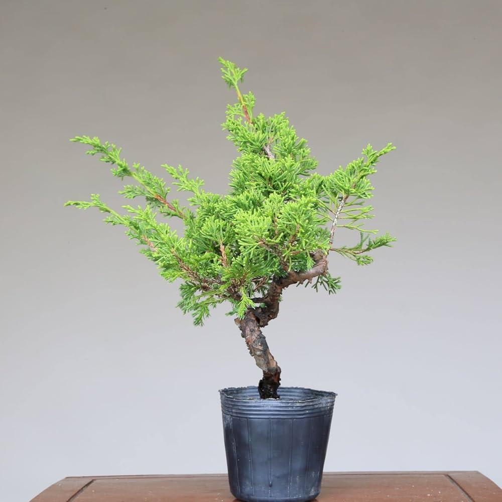 糸魚川真柏　100本セット　苗　苗木　小品盆栽　種　盆栽素材　接木素材 糸魚川真柏 100本セット 苗 苗木 小品盆栽 種 盆栽素材 接木素材