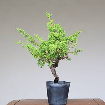 糸魚川真柏　模様木　SSA5 Amazon.co.jp: 糸魚川真柏 盆栽 素材・苗木 3本セット 【泰寿園