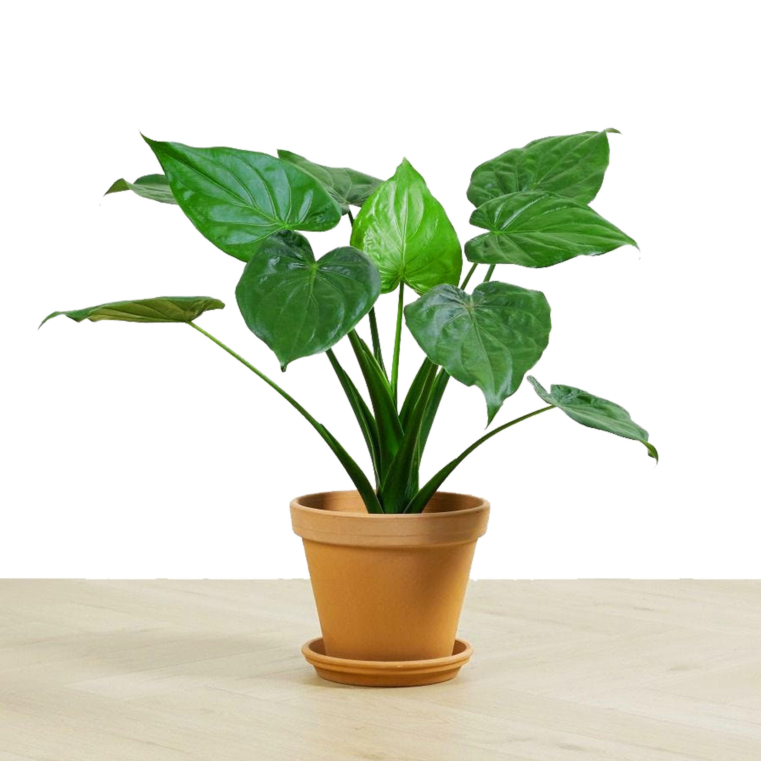 kushplant Alocasia Cucullata aka Buddhas Hand | Elephant Ear Rare Natural Live Plant wit pot (B0CVQQ6XH8) Amazon Price History, Amazon Price Tracker