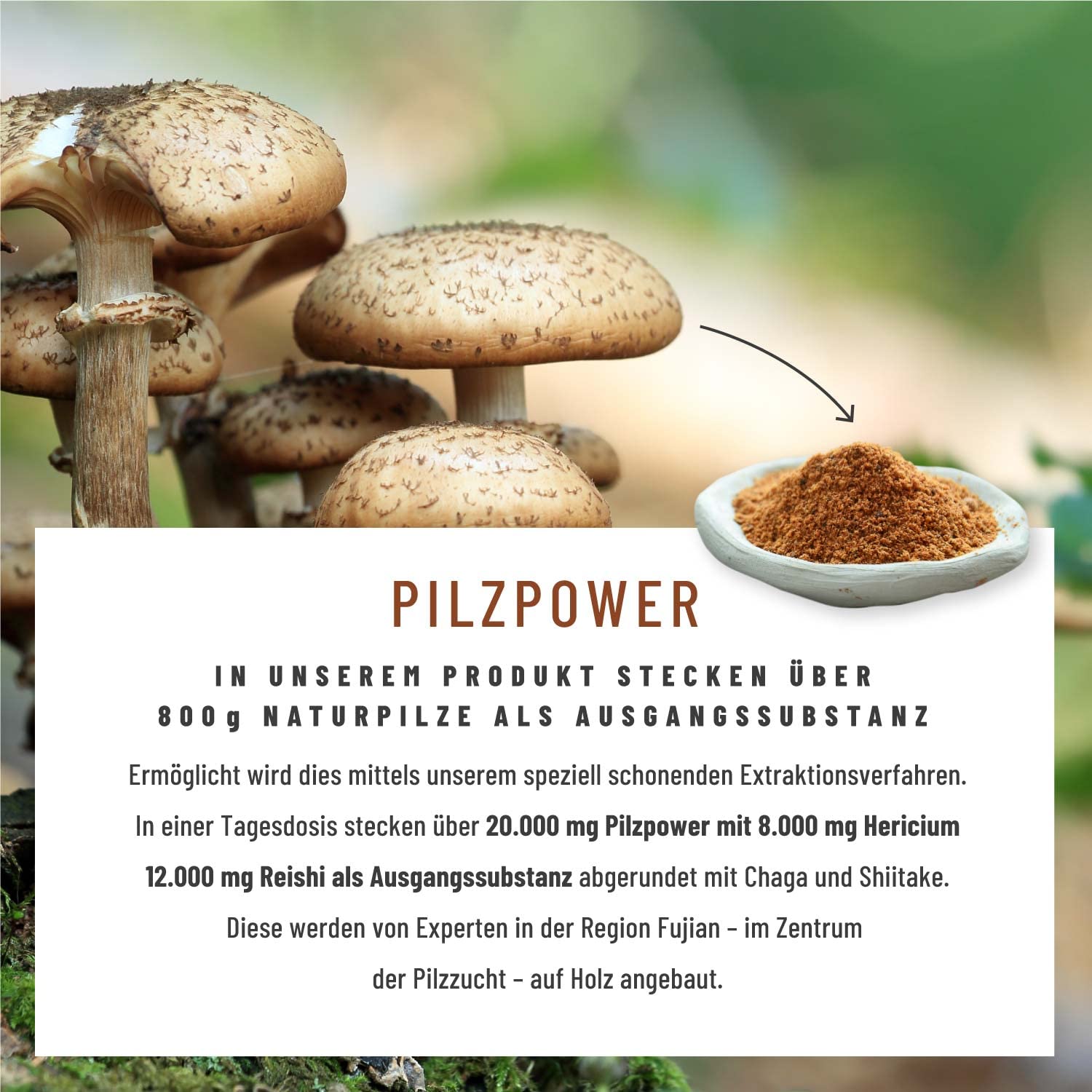 NATURTREU® Pilz Komplex hochdosiert 120 Kapseln mit Hericium Erinaceus (Lions Mane) Extrakt, Chaga, Reishi Extrakt, Shiitake Extrakt, Beta Glucan, Vitamin B2, B5 & B6