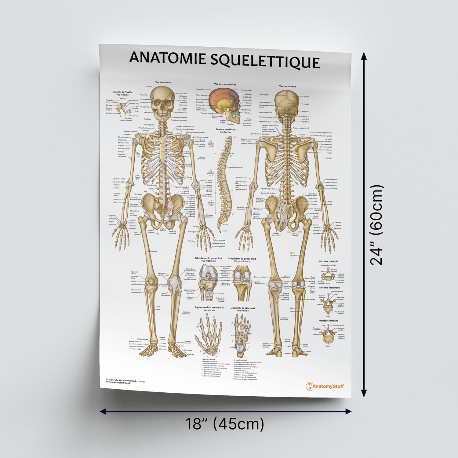 AnatomyStuff Poster Anatomie Squelettique - FRANÇAIS, 45 x 60 cm, 18 x 24 Pouces, Diagramme et Tableau