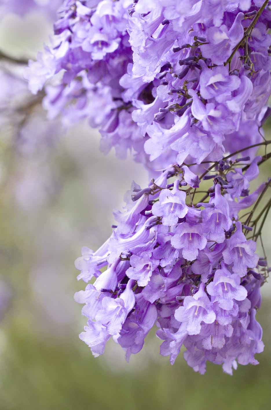 Albero di Jacaranda mimosifolia fiore Viola, Albero Ornamentale Tropicale, Fiori Lilla a Campana, altezza pianta H200cm