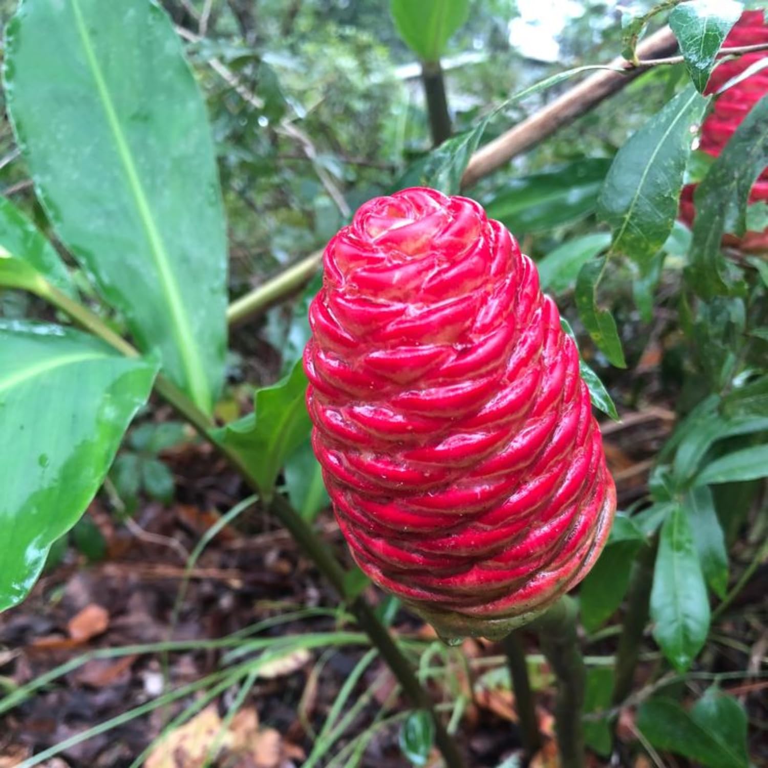 Pack 6 Awapuhi Shampoo Ginger Roots - Fresh Ginger Rhizomes for Growing, Zingiber Zerumbet Pinecone Ginger Plant Live