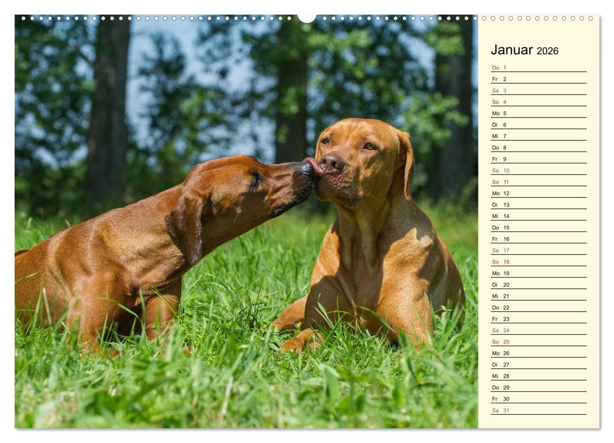 Rhodesian Ridgeback 2026 (hochwertiger Premium Wandkalender 2026 DIN A2 quer), Kunstdruck in Hochglanz: Eine der beliebtesten Hunderassen, der ... auf 13 faszinierenden Fotos (CALVENDO Tiere)