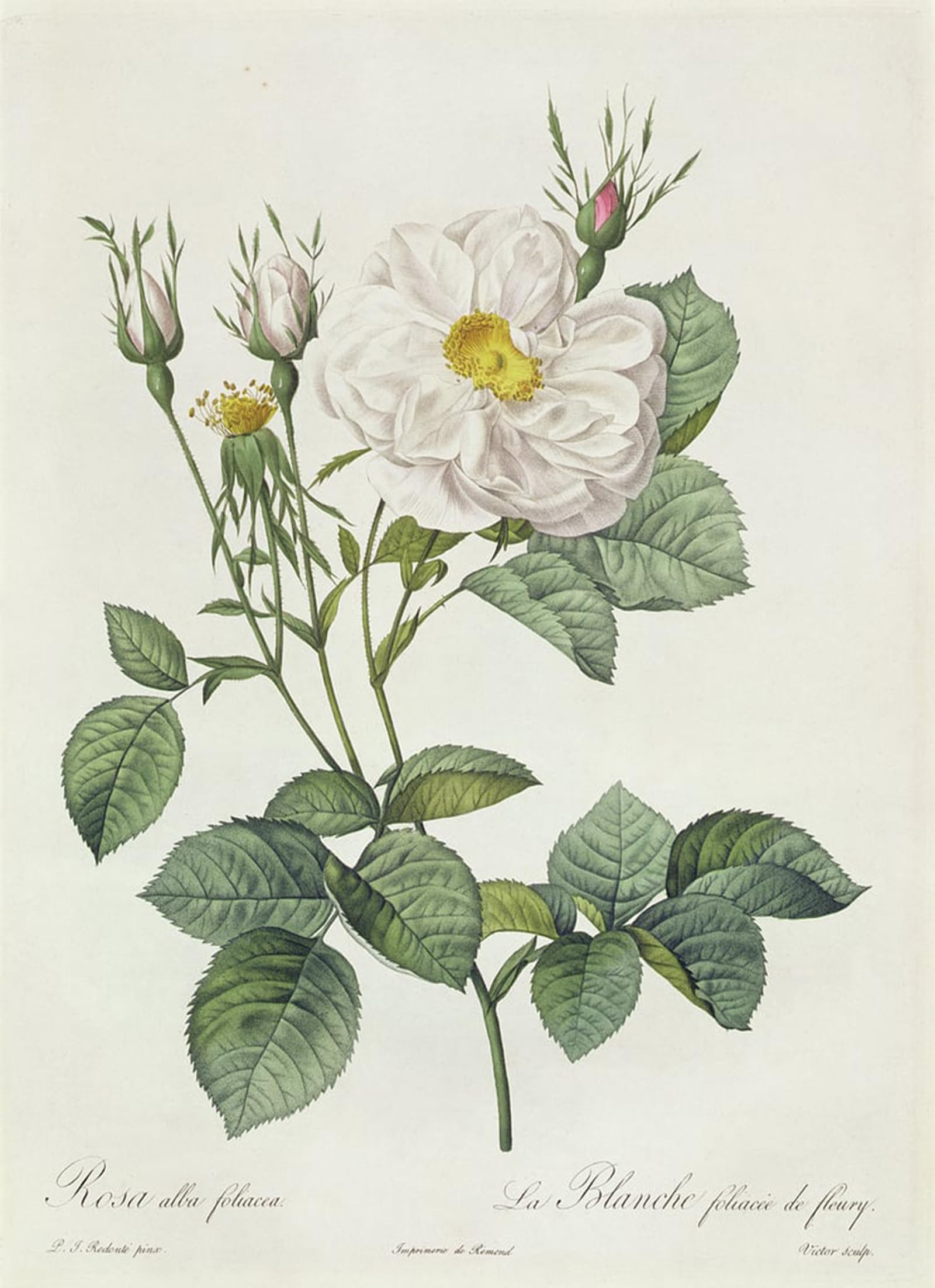ARTXLXXBN Famous Painting Canvas Artwork Graffiti Print Rosa Alba Foliacea by Pierre Redouté Portrait Canvas Image for Home Decor 60x90cm