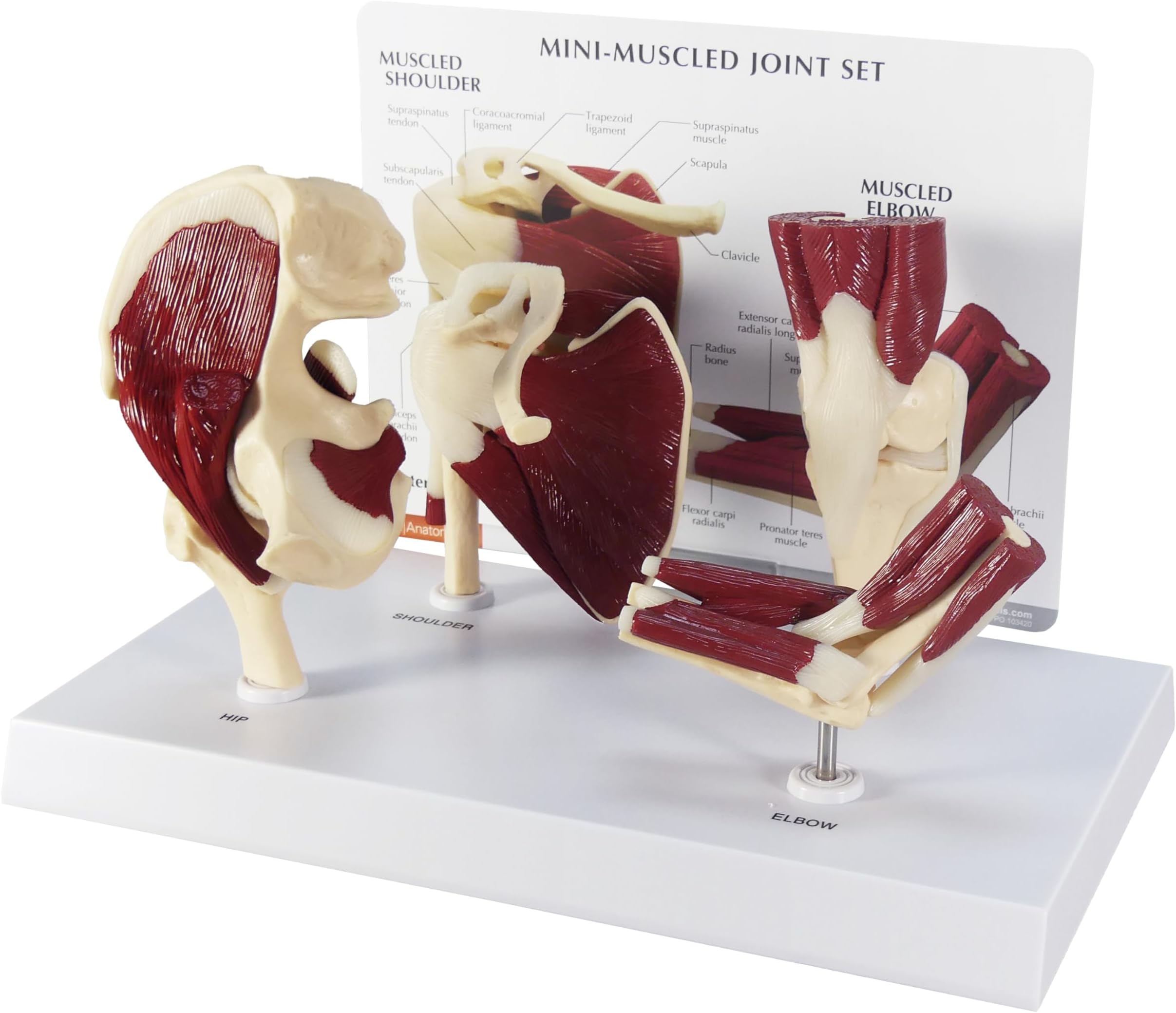 GPI Anatomicals - Mini-Muscled Joint Model Set, Hip, Shoulder, Knee, and Elbow Joint Models for Human Anatomy and Physiology Education, Anatomy Model for Doctor's Office, Medical Learning Resources