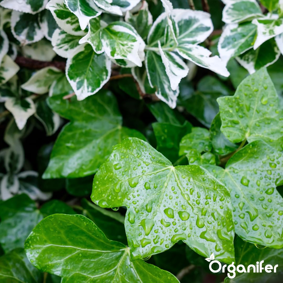 Fertilizante Líquido - 10L - Para Hiedra - NPK 2-1-8 | Crecimiento Saludable Y Plantas Robustas - Organifer