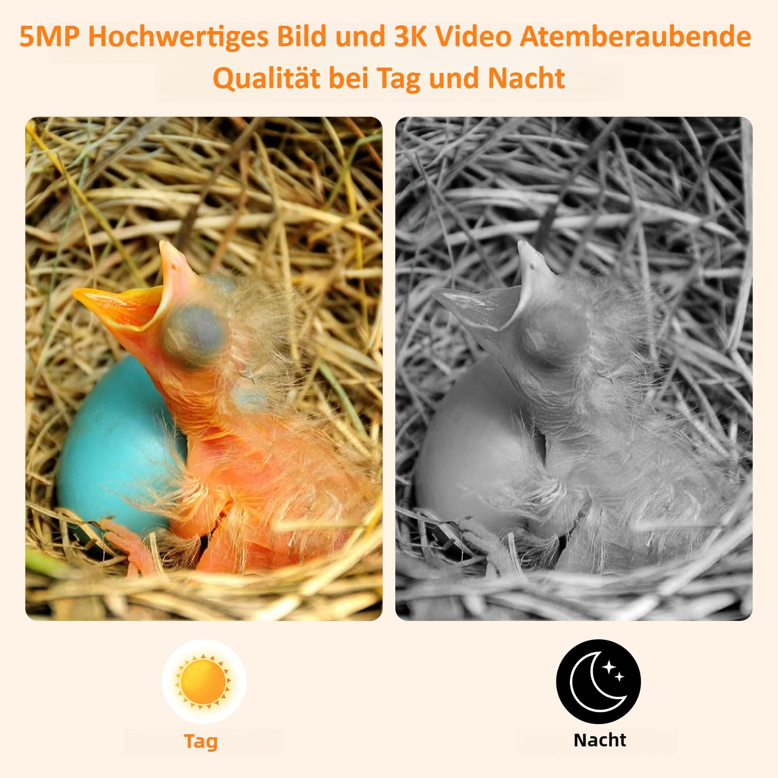 Nistkasten mit 5MP Kamera Solar, Vogelhaus Wetterfest zum Aufhängen, 2,4G WiFi & App Benachrichtigung, Video/Fotoaufnahme & Bewegungserkennung, Beobachten Sie das Nisten und Schlüpfen, Nachtsicht,A