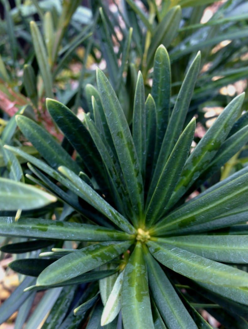Pringles Dwarf Podocarpus Yew (2.5 Gallon) Evergreen Shrub with Needle-Like Foliage - Full Sun to Part Sun Live Outdoor Plant