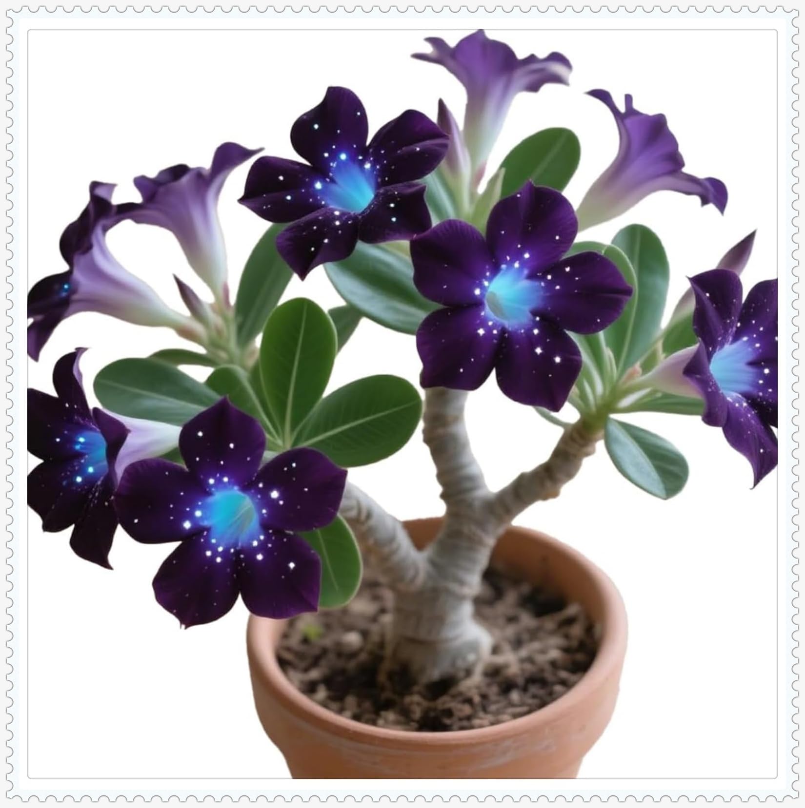 Elegant Desert Rose Bulbs – Hardy Perennial Plants Ready for Planting in UK Gardens/Hardy Perennial/Excellent Display-2 Bulbs-F