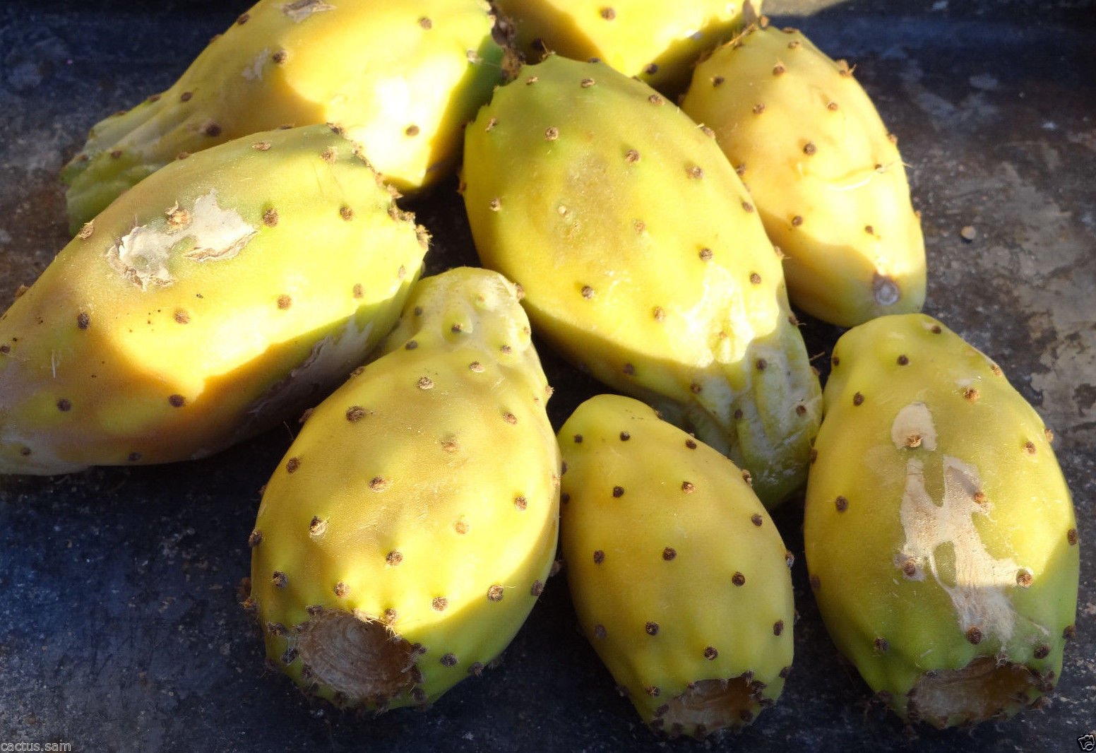 25 Gelb Feigenkaktus Opuntia ficus indica Samen, Nopalea, Paddel-Kaktus- Frchte : Amazon.de: Garten