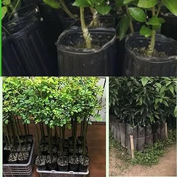 Amazon.co.jp: VIVIJOIE 苗ポット 大 苗木ポットトールポット 50個